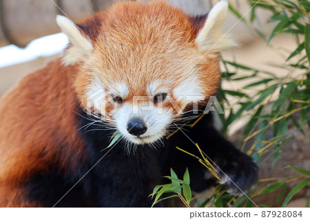 Lesser panda Lesser panda 87928084