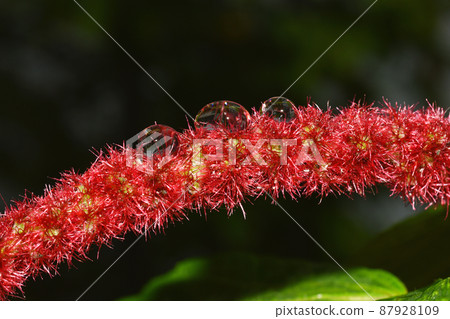 Water drop of morning dew on blossom beautiful red flower, Macro of rain droplet with nature light 87928109