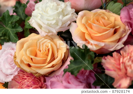 各種玫瑰 87928174