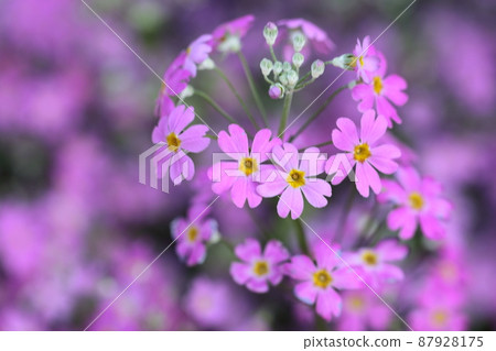 可愛的粉紅色花朵...贏茶 87928175