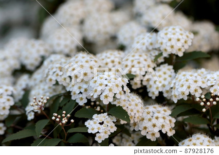 白色的花朵...... Kodemari 87928176