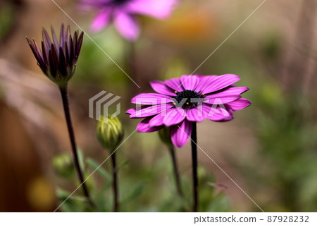 Pink flower ... Osteospermum-3 87928232