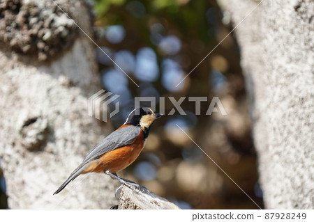 不同的山雀男性沐浴在早晨的陽光下 87928249