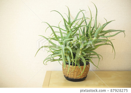 Potted aloe vera houseplant on table against beige wall. Succulent plantcare and home gardening Potted aloe vera houseplant on table against beige wall. Succulent plantcare and home gardening 87928275