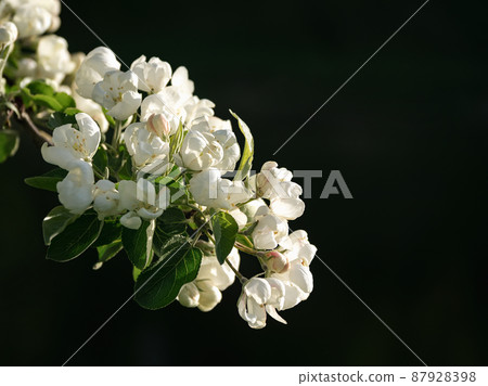 Blooming fragrant flower branch in spring on a dark natural background. Blooming fragrant flower branch in spring on a dark natural background. 87928398