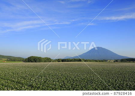 Potato field and Mt. Yotei in Takami, Kutchan-cho, Hokkaido Potato field and Mt. Yotei in Takami, Kutchan-cho, Hokkaido 87928416