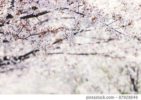 Beautiful cherry blossom trees in full bloom, beautiful petals fluttering in the spring wind 87928649