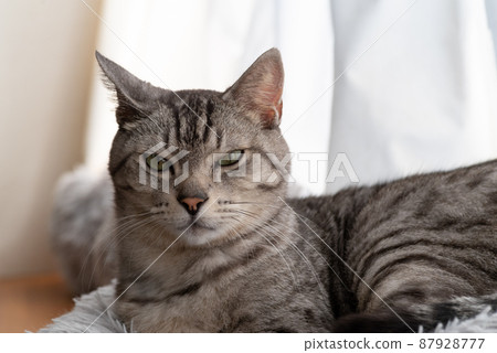 The staring cat, the Sabatra cat 87928777
