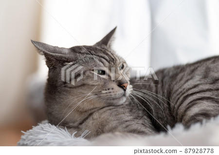 The staring cat, the Sabatra cat 87928778