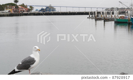 Seaport village by harbor of San Diego, California coast. Seagull bird. Coronado Seaport village by harbor of San Diego, California coast. Seagull bird. Coronado 87928917