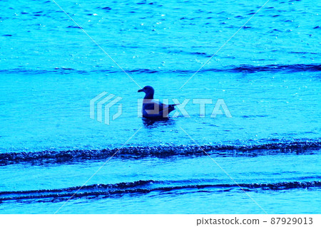 Color sea wave bird seagull (registered in March 2022) 87929013