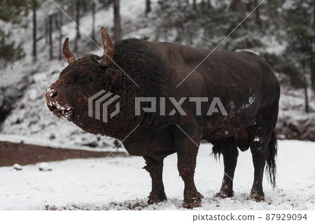 A big black bull in the snow training to fight in the arena. Bullfighting concept. Selective focus  87929094