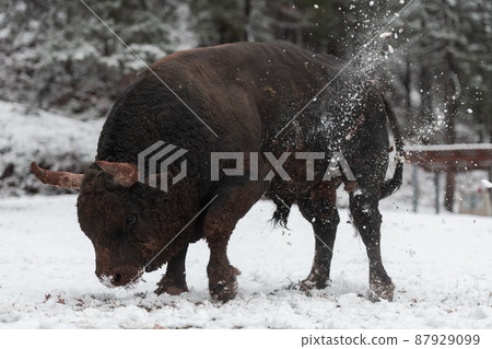 A big black bull in the snow training to fight in the arena. Bullfighting concept. Selective focus  87929099