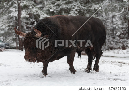 A big black bull in the snow training to fight in the arena. Bullfighting concept. Selective focus  87929160