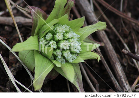 Butterbur sprout that came out of the soil Butterbur sprout that came out of the soil 87929177