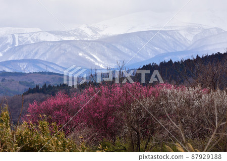 Plum and snowy mountains Plum and snowy mountains 87929188