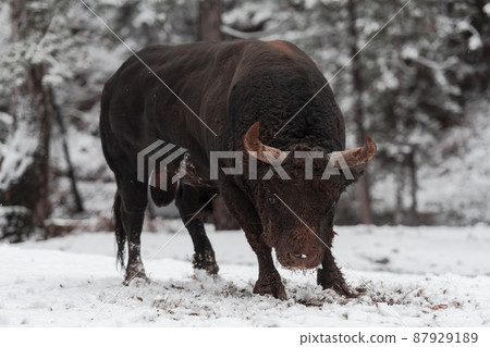 A big black bull in the snow training to fight in the arena. Bullfighting concept. Selective focus  87929189