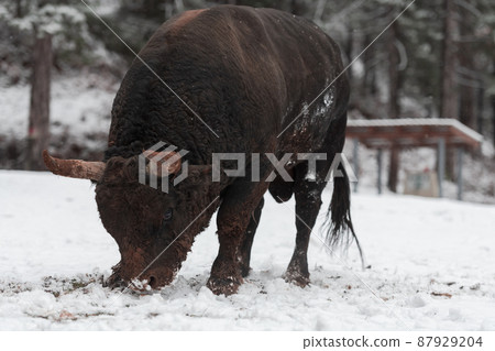 A big black bull in the snow training to fight in the arena. Bullfighting concept. Selective focus  87929204