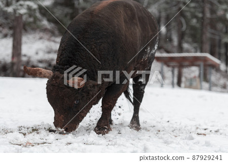 A big black bull in the snow training to fight in the arena. Bullfighting concept. Selective focus A big black bull in the snow training to fight in the arena. Bullfighting concept. Selective focus 87929241