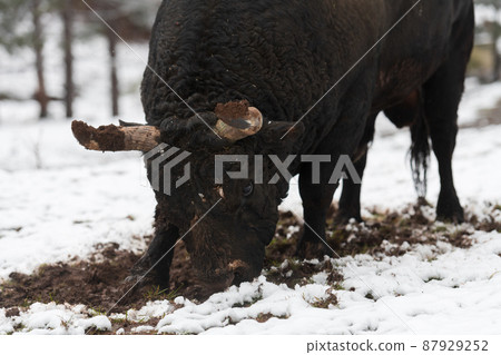 A big black bull stabs its horns into the snowy ground and trains to fight in the arena. The concept of bullfighting. Selective focus A big black bull stabs its horns into the snowy ground and trains to fight in the arena. The concept of bullfighting. Selective focus 87929252