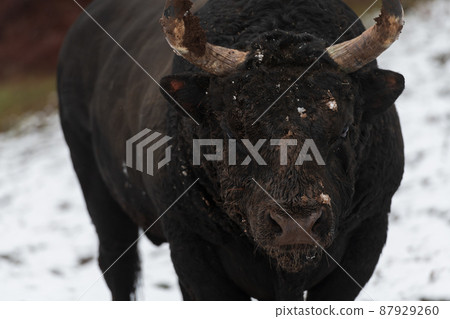A big black bull in the snow training to fight in the arena. Bullfighting concept. Selective focus A big black bull in the snow training to fight in the arena. Bullfighting concept. Selective focus 87929260