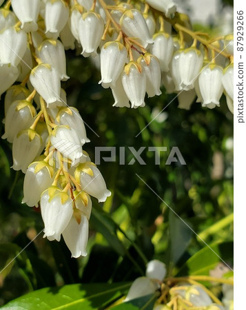 Japanese andromeda flower in full bloom-1 87929266