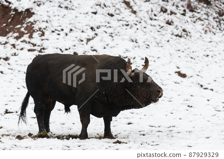A big black bull in the snow training to fight in the arena. Bullfighting concept. Selective focus  87929329