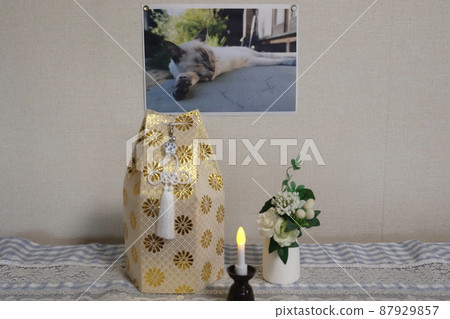 一隻死貓的遺骸（主人拍攝） 87929857