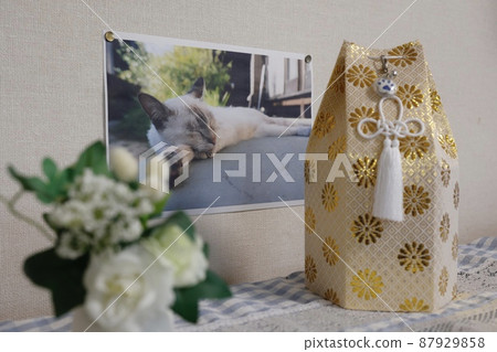 Remains of a dead cat (photographed by the owner) 87929858