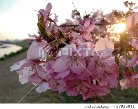 Early spring Kawazu cherry blossoms blooming in the evening sun on the banks of the Oide River in Hagisono, northwestern Chigasaki City [March] 87929911