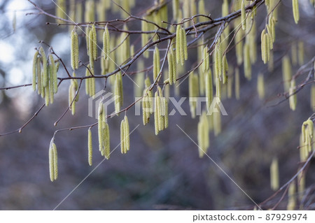 Yellow hazel flowers buds on a faded background. 87929974