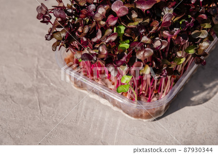 Growing sprouts. Fresh radish sprouts. Healthy microgreen for salad. Growing sprouts. Fresh radish sprouts. Healthy microgreen for salad. 87930344