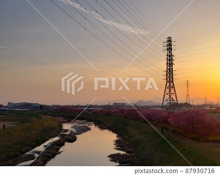 早春在神奈川縣茅崎市西北部萩園的大出川河畔，在夕陽下盛開的河津櫻花和冷紅的櫻花[3月] 87930716