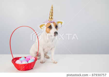Cute jack russell terrier dog in a unicorn headband next to a basket with painted easter eggs on a white background. Cute jack russell terrier dog in a unicorn headband next to a basket with painted easter eggs on a white background. 87930757