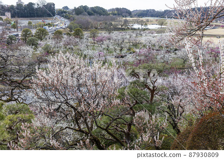 Spring Cormorant Garden 87930809
