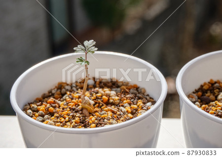 從種子生長的鱗莖植物 87930833