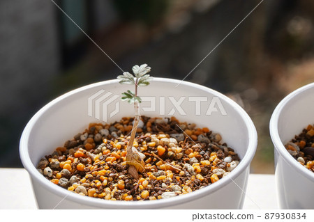 Bulb plant grown from seeds Bulb plant grown from seeds 87930834