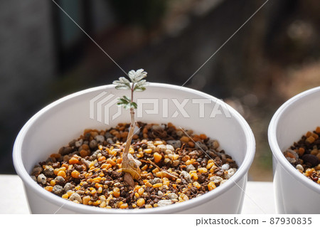 Bulb plant grown from seeds Bulb plant grown from seeds 87930835