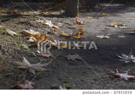 落在地上的紅色秋葉 落在地上的紅色秋葉 87931059