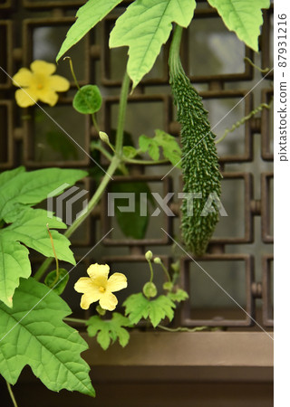 bitter gourd 87931216