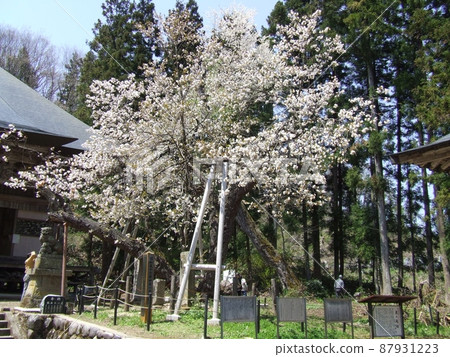 虎之小櫻（福島縣會津裡町） 87931223