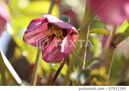 Red flowers of Christmas rose blooming in a park in early spring in Japan Red flowers of Christmas rose blooming in a park in early spring in Japan 87931380