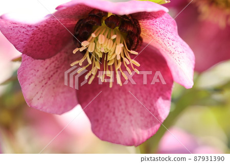 Red flowers of Christmas rose blooming in a park in early spring in Japan 87931390