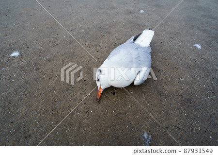 a dead bird on the sand, a seagull 87931549