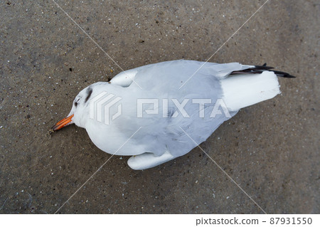 a dead bird on the sand, a seagull 87931550