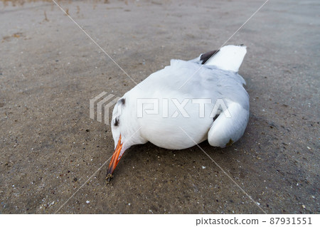 a dead bird on the sand, a seagull 87931551