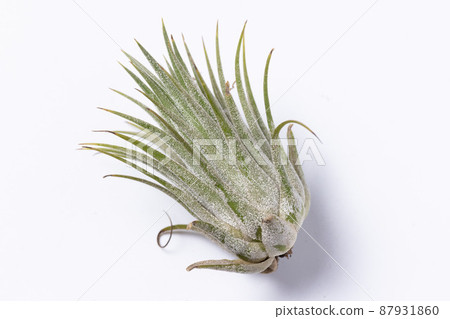 Tirantia·Ionanta 87931860