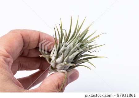 與手拿鐵蘭的合影 87931861