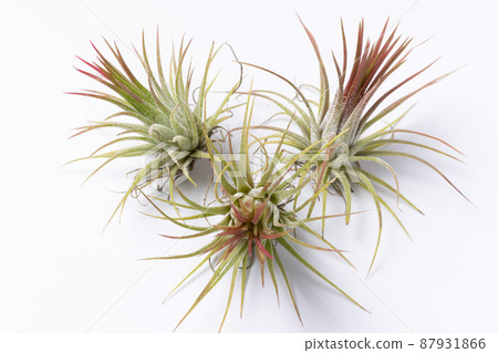 Three red Tillandsia ionantas at the tip of the leaf 87931866