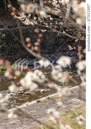 茨城縣日立市諏訪梅林的梅花 87931867